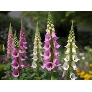 DIGITALIS PURPUREA MIXED COLOUR FOXGLOVE SEEDS - 500 SEEDS DIGITALIS PURPUREA MIXED COLOUR FOXGLOVE SEEDS - 500 SEEDS