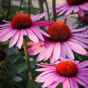 ECHINACEA PURPUREA SEEDS - PURPLE CONEFLOWER - 50 SEEDS ECHINACEA PURPUREA SEEDS - PURPLE CONEFLOWER - 50 SEEDS