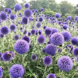 ECHINOPS RITRO BLUE SEEDS - GLOBETHISTLE / GLOBE THISTLE - BLUE HEADS - 25 SEEDS