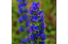ECHIUM VULGARE - VIPERS BUGLOSS SEEDS - BLUE CONICAL FLOWERS - 100 SEEDS