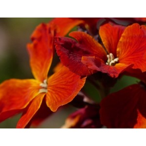 ERYSIMUM CHEIRI - FIRE KING SEEDS - ORANGE ENGLISH WALLFLOWER - 150 SEEDS ERYSIMUM CHEIRI - FIRE KING SEEDS - ORANGE ENGLISH WALLFLOWER - 150 SEEDS