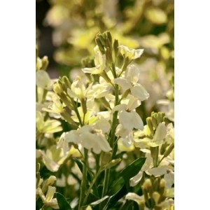 ERYSIMUM CHEIRI - IVORY WHITE SEEDS - WHITE ENGLISH WALLFLOWER - 150 SEEDS ERYSIMUM CHEIRI - IVORY WHITE SEEDS - WHITE ENGLISH WALLFLOWER - 150 SEEDS