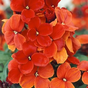 ERYSIMUM CHEIRI SCARLET EMPEROR WALLFLOWER SEEDS - 100 SEEDS