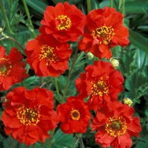GEUM MRS BRADSHAW SEEDS - SCARLET RED FLOWERS - 50 SEEDS GEUM MRS BRADSHAW SEEDS - SCARLET RED FLOWERS - 50 SEEDS
