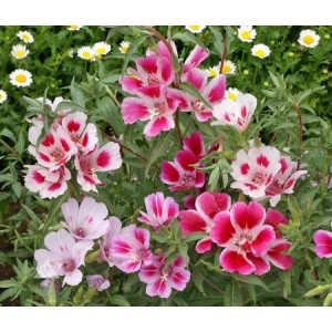 GODETIA DWARF - CLARKIA AMOENA - 500 SEEDS GODETIA DWARF - CLARKIA AMOENA - 500 SEEDS
