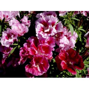 GODETIA WHITNEYI AZALEA DOUBLE MIXED - CLARKIA AMOENA - 500 SEEDS GODETIA WHITNEYI AZALEA DOUBLE MIXED - CLARKIA AMOENA - 500 SEEDS