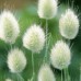 LAGURUS OVATUS SEEDS - BUNNY TAILS / RABBITS TAIL ORNAMENTAL GRASS SEEDS - 100 SEEDS LAGURUS OVATUS SEEDS - BUNNY TAILS / RABBITS TAIL ORNAMENTAL GRASS SEEDS - 100 SEEDS