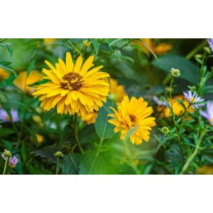HELIOPSIS HELIANTHOIDES SUMMER SUN - LARGE GOLDEN YELLOW FLOWERS - 50 SEEDS HELIOPSIS HELIANTHOIDES SUMMER SUN - LARGE GOLDEN YELLOW FLOWERS - 50 SEEDS