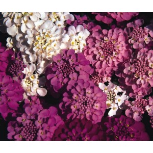 IBERIS SEMPERVIRENS SEEDS - CANDYTUFT CROWN MIXED - 250 SEEDS IBERIS SEMPERVIRENS SEEDS - CANDYTUFT CROWN MIXED - 250 SEEDS