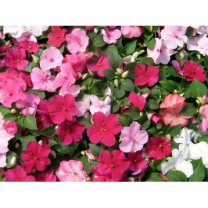 IMPATIENS WALLERIANA - BUSY LIZZIE DWARF BABY SERIES MIX - 100 SEEDS IMPATIENS WALLERIANA - BUSY LIZZIE DWARF BABY SERIES MIX - 100 SEEDS