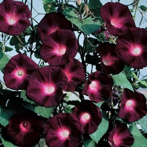 IPOMOEA MORNING GLORY BLACK KNIGHT SEEDS - DARK PURPLE FLOWERS - 50 SEEDS IPOMOEA MORNING GLORY BLACK KNIGHT SEEDS - DARK PURPLE FLOWERS - 50 SEEDS