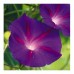 IPOMOEA MORNING GLORY BLACK KNIGHT SEEDS - DARK PURPLE FLOWERS - 50 SEEDS IPOMOEA MORNING GLORY BLACK KNIGHT SEEDS - DARK PURPLE FLOWERS - 50 SEEDS