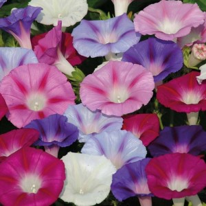 IPOMOEA PURPUREA LAZY LUXE MIXED SEEDS - MORNING GLORY CLIMBER - 50 SEEDS IPOMOEA PURPUREA LAZY LUXE MIXED SEEDS - MORNING GLORY CLIMBER - 50 SEEDS