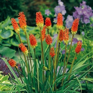 KNIPHOFIA UVARIA SEEDS - RED HOT POKER - 50 SEEDS
