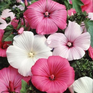 LAVATERA TRIMESTRIS - ROSE MALLOW TRIMESTRIS MIX - 100 SEEDS LAVATERA TRIMESTRIS - ROSE MALLOW TRIMESTRIS MIX - 100 SEEDS