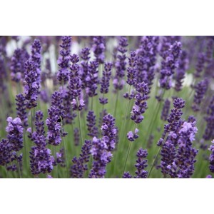 LAVENDER ANGUSTIFOLIA HIDCOTE SEEDS - BLUE PERENNIAL - 100 SEEDS LAVENDER ANGUSTIFOLIA HIDCOTE SEEDS - BLUE PERENNIAL - 100 SEEDS