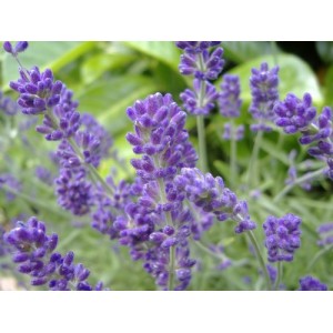 LAVENDER - COMMON ENGLISH LAVANDULA ANGUSTIFOLIA - 100 PERENNIAL SEEDS LAVENDER - COMMON ENGLISH LAVANDULA ANGUSTIFOLIA - 100 PERENNIAL SEEDS