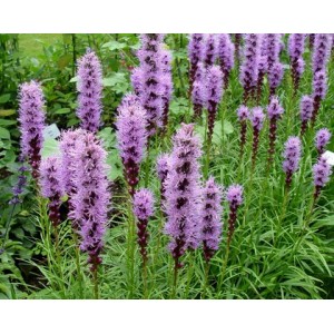 LIATRIS SPICATA BLUE / PURPLE SEEDS - DENSE BLAZING STAR - BUTTON SNAKEWORT - 100 SEEDS LIATRIS SPICATA BLUE / PURPLE SEEDS - DENSE BLAZING STAR - BUTTON SNAKEWORT - 100 SEEDS