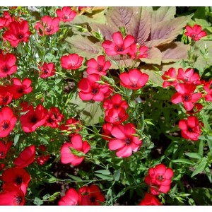 LINUM GRANDIFLORUM RUBRUM - SCARLET RED FLAX - 100 SEEDS LINUM GRANDIFLORUM RUBRUM - SCARLET RED FLAX - 100 SEEDS