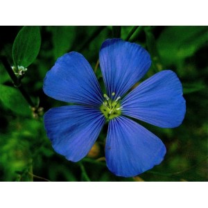 LINUM PERENNE - BLUE FLAX PERENNIAL SEEDS - 100 SEEDS LINUM PERENNE - BLUE FLAX PERENNIAL SEEDS - 100 SEEDS