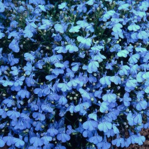 LOBELIA CAMBRIDGE BLUE SEEDS - BLUE COLOUR FLOWERS - COMPACT PLANT - 500 SEEDS LOBELIA CAMBRIDGE BLUE SEEDS - BLUE COLOUR FLOWERS - COMPACT PLANT - 500 SEEDS