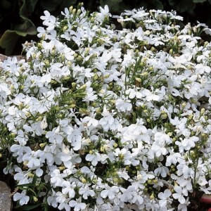 LOBELIA ERINUS WHITE LADY SEEDS - PURE WHITE FLOWERS - UPRIGHT PLANT - 500 SEEDS