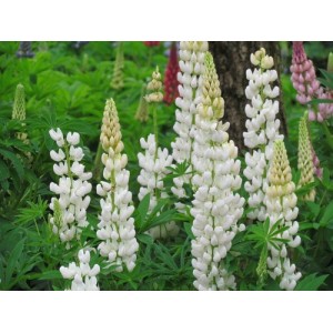 LUPINUS RUSSEL - NOBLE MAIDEN SEEDS - LUPIN / LUPINE SEEDS - 50 SEEDS LUPINUS RUSSEL - NOBLE MAIDEN SEEDS - LUPIN / LUPINE SEEDS - 50 SEEDS