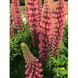 LUPIN LUPINE LUPINUS GALLERY PINK SEEDS - 25 SEEDS