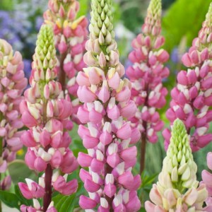 LUPIN LUPINE LUPINUS THE CHATELAINE SEEDS - PINK & WHITE FLOWERS - 50 SEEDS LUPIN LUPINE LUPINUS THE CHATELAINE SEEDS - PINK & WHITE FLOWERS - 50 SEEDS