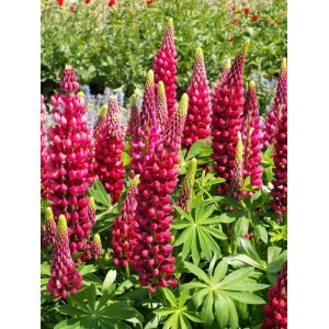 LUPIN LUPINE LUPINUS MY CASTLE SEEDS - SHADES OF RED & ROSE - 50 SEEDS