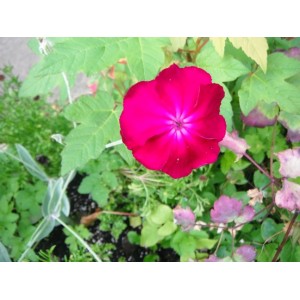 LYCHNIS CORONARIA SEEDS - ROSE MAGENTA SHOCKING PINK - 100 SEEDS LYCHNIS CORONARIA SEEDS - ROSE MAGENTA SHOCKING PINK - 100 SEEDS