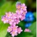 MYOSOTIS ALPESTRIS ROSE SEEDS - PINK FORGET ME NOT - 200 SEEDS MYOSOTIS ALPESTRIS ROSE SEEDS - PINK FORGET ME NOT - 200 SEEDS