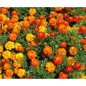 MARIGOLD FRENCH SPARKY MIX SEEDS - YELLOW & ORANGE TAGETES PATULA - 100 SEEDS MARIGOLD FRENCH SPARKY MIX SEEDS - YELLOW & ORANGE TAGETES PATULA - 100 SEEDS
