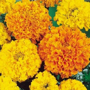 MARIGOLD AFRICAN HEIRLOOM CRACKERJACK SEEDS - YELLOW & ORANGE DOUBLE FLOWERS - 100 SEEDS