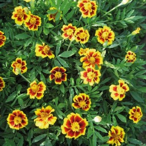 MARIGOLD TAGETES DWARF FRENCH LEGION D'ONORE SEEDS (LEGION OF HONOUR) - 100 SEEDS MARIGOLD TAGETES DWARF FRENCH LEGION D'ONORE SEEDS (LEGION OF HONOUR) - 100 SEEDS