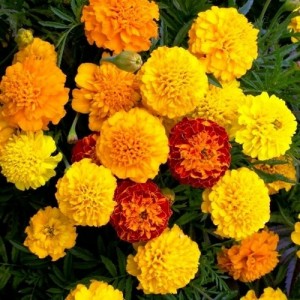 MARIGOLD DWARF FRENCH - PETITE MIXTURE SEEDS - YELLOW & ORANGE - 100 SEEDS MARIGOLD DWARF FRENCH - PETITE MIXTURE SEEDS - YELLOW & ORANGE - 100 SEEDS