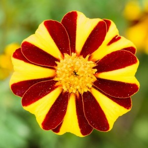 MARIGOLD TAGETES PATULA DWARF FRENCH MR MAJESTIC SEEDS - 100 SEEDS MARIGOLD TAGETES PATULA DWARF FRENCH MR MAJESTIC SEEDS - 100 SEEDS