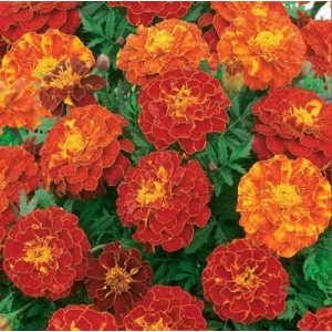 MARIGOLD TAGETES PATULA FRENCH DOUBLE BROCADE RED SEEDS - 100 SEEDS MARIGOLD TAGETES PATULA FRENCH DOUBLE BROCADE RED SEEDS - 100 SEEDS