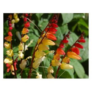 MINA LOBATA JUNGLE QUEEN CLIMBER SEEDS - RED ORANGE & YELLOW FLOWERS - 25 SEEDS
