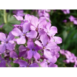 STOCK - NIGHT SCENTED STOCK SEEDS - MATTHIOLA BICORNIS - 350 SEEDS STOCK - NIGHT SCENTED STOCK SEEDS - MATTHIOLA BICORNIS - 350 SEEDS
