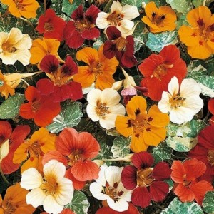 NASTURTIUM CLIMBING JEWEL OF AFRICA - TROPAEOLUM MAJUS - 40 SEEDS NASTURTIUM CLIMBING JEWEL OF AFRICA - TROPAEOLUM MAJUS - 40 SEEDS