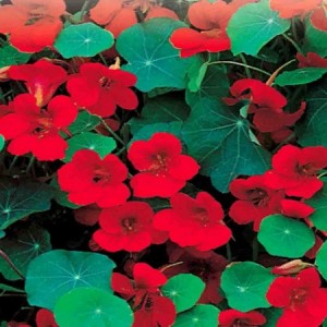 NASTURTIUM EMPRESS OF INDIA - TROPAEOLUM MAJUS - 50 SEEDS NASTURTIUM EMPRESS OF INDIA - TROPAEOLUM MAJUS - 50 SEEDS