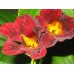 NASTURTIUM TROPAEOLUM BLACK VELVET SEEDS - RED BLACK FLOWERS - 20 SEEDS