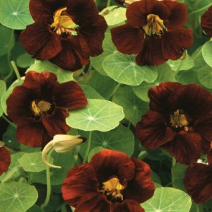 NASTURTIUM TROPAEOLUM BLACK VELVET SEEDS - RED BLACK FLOWERS - 20 SEEDS