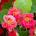 NASTURTIUM TROPAEOLUM NANUM JEWEL CHERRY ROSE SEEDS - ROSE COLOURED FLOWERS - 20 SEEDS NASTURTIUM TROPAEOLUM NANUM JEWEL CHERRY ROSE SEEDS - ROSE COLOURED FLOWERS - 20 SEEDS