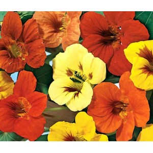 NASTURTIUM TROPAEOLUM JEWEL MIX SEEDS - MIXED COLOUR FLOWERS - 40 SEEDS