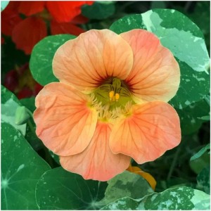 NASTURTIUM TROPAEOLUM MINUS SALMON BABY SEEDS - PINKY ORANGE FLOWERS - 20 SEEDS NASTURTIUM TROPAEOLUM MINUS SALMON BABY SEEDS - PINKY ORANGE FLOWERS - 20 SEEDS