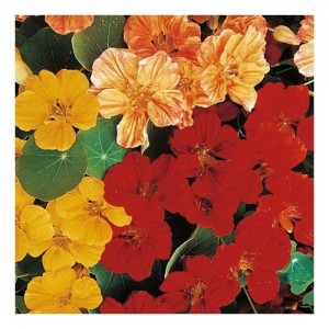 NASTURTIUM TROPAEOLUM MINUS WHIRLYBIRD MIX SEEDS - MIXED COLOUR FLOWERS - 40 SEEDS NASTURTIUM TROPAEOLUM MINUS WHIRLYBIRD MIX SEEDS - MIXED COLOUR FLOWERS - 40 SEEDS