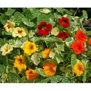 NASTURTIUM VARIEGATED ALASKA MIX SEEDS - MIXED COLOUR FLOWERS - 40 SEEDS