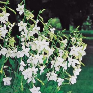 NICOTIANA ALATA AFFINIS ALBA WHITE SEEDS - 250 SEEDS NICOTIANA ALATA AFFINIS ALBA WHITE SEEDS - 250 SEEDS